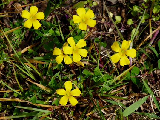 {Oxalis colorea}